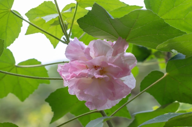 Foto mooie witte hibiscus mutabilis bloem