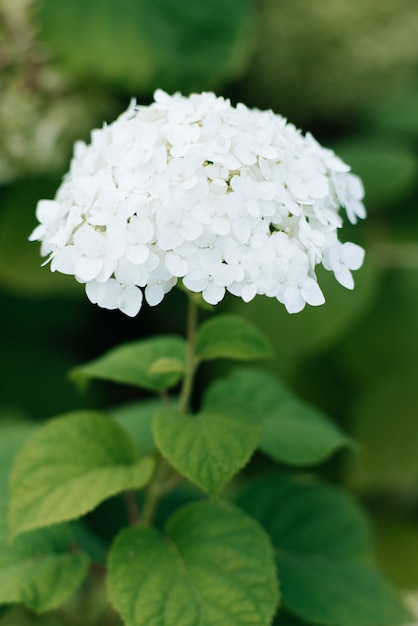 Mooie witte hortensia bloem in de zomertuin