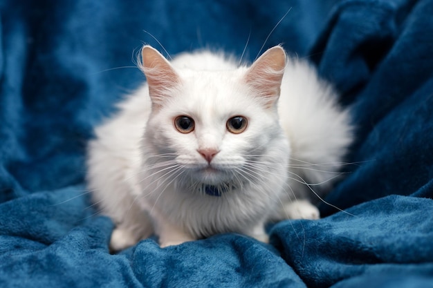 Mooie witte huiskat op een blauwe achtergrond