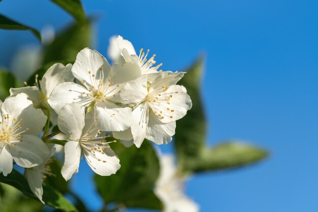 Foto mooie witte jasmiebloemen op een boom.