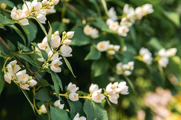 Mooie witte jasmijn bloesem bloemen in het voorjaar achtergrond met bloeiende jasmijnstruik inspirerende natuurlijke bloemen lente bloeiende tuin of park Flower art design Aromatherapie concept