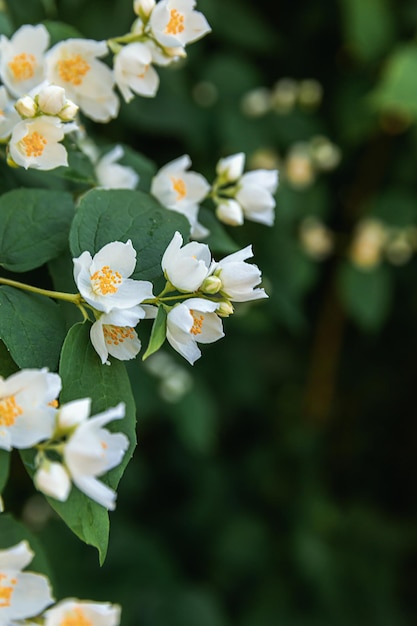 Mooie witte jasmijnbloesem bloemen op de achtergrond van de lentetijd met bloeiende jasmijnstruik inspira