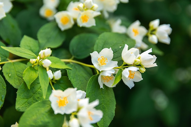Mooie witte jasmijnbloesem bloemen op de achtergrond van de lentetijd met bloeiende jasmijnstruik inspira
