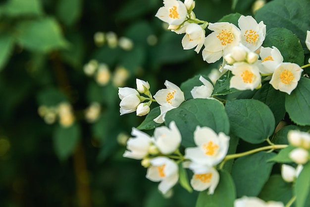 Mooie witte jasmijnbloesem bloemen op de achtergrond van de lentetijd met bloeiende jasmijnstruik inspira