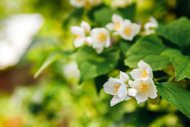 Mooie witte jasmijnbloesem bloemen op de achtergrond van de lentetijd met bloeiende jasmijnstruik inspira