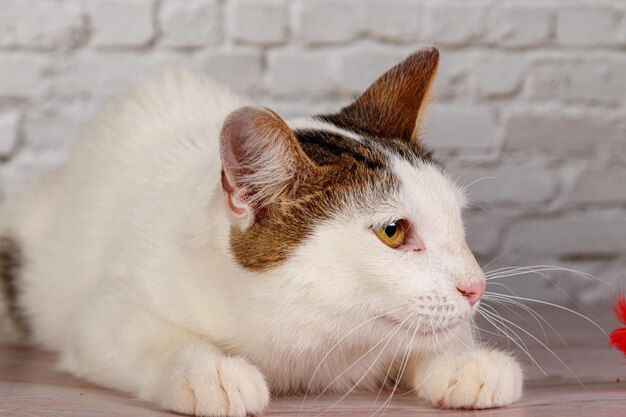 Mooie witte kat ligt met speelgoed close-up