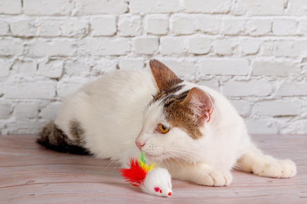 Mooie witte kat ligt met speelgoed close-up