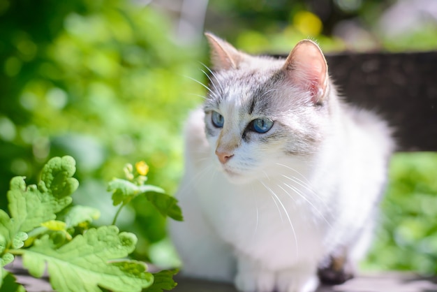 Mooie witte kat met blauwe ogen in de zomer in de tuin