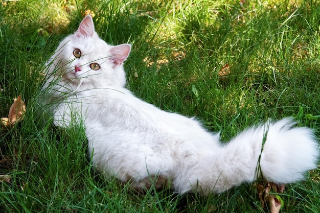 Mooie witte kat met bruine ogen en roze neus ligt op groen gras en kijkt aandachtig naar de camera