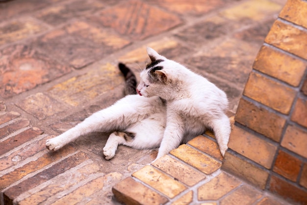 Mooie witte kat op de veranda