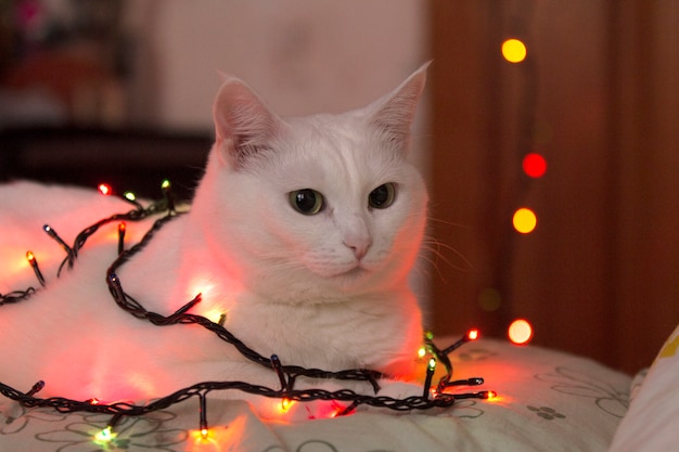 Mooie witte kat zit gewikkeld in een krans