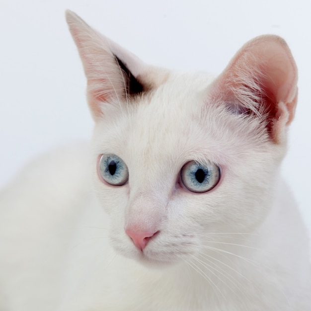 Mooie witte kat