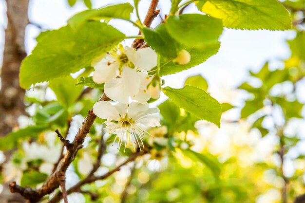 Mooie witte kersenbloesem sakura bloemen in de lentetijd achtergrond met bloeiende kersenboom i...