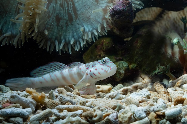 Mooie witte koraalgobby close-up Watchman Gobies vis close-up