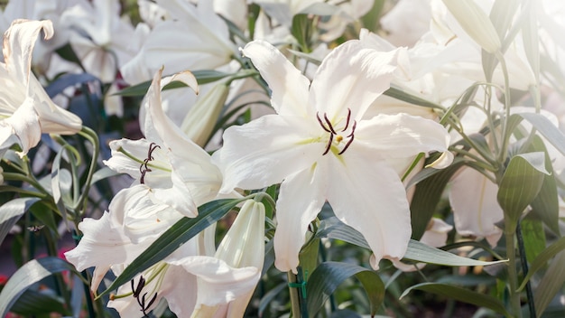 Mooie witte lelie in de tuin, vintage stijl.