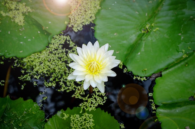 Mooie witte lotus gele stuifmeelbloem met groen blad in vijver