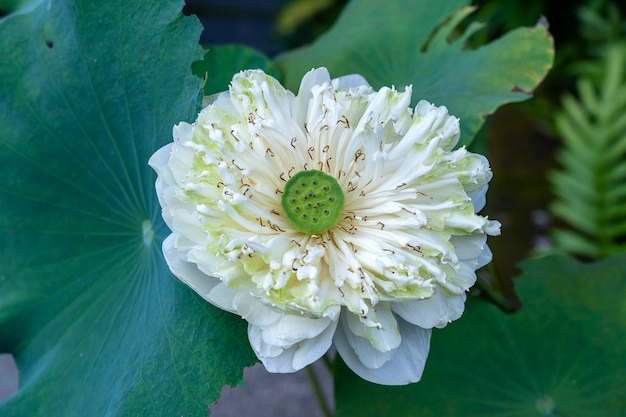 Mooie witte lotus, waterplant in een vijver in de tropische tuin. Eiland Bali, Indonesië, close-up