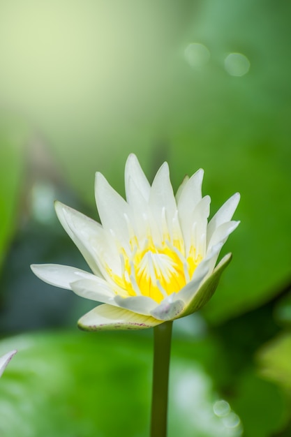 Mooie witte lotusbloem en geel stuifmeel