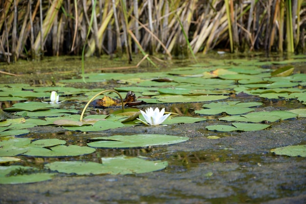 Mooie witte lotusbloem en lelie ronde bladeren op het water na regen in de rivier