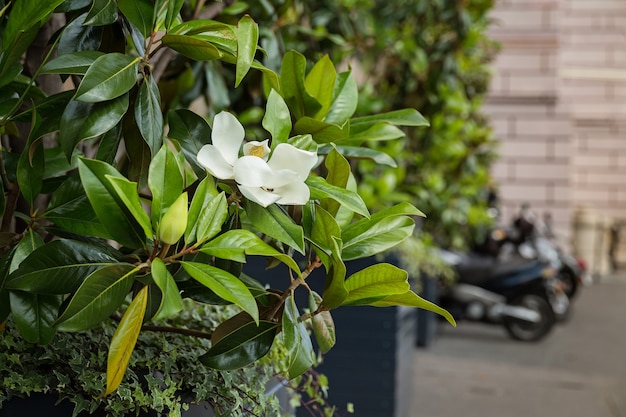 Mooie witte Magnoliabloem tussen de groene bladeren