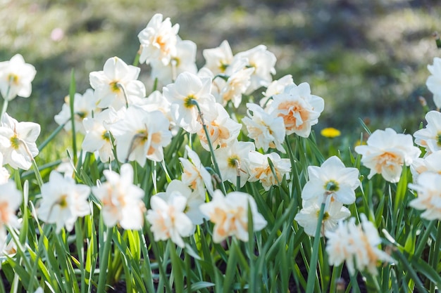 Mooie witte narcissen groeien in een bloembed op een zonnige dag