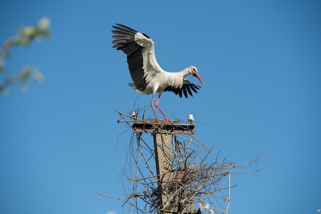 Mooie witte ooievaars ciconia ciconia op een achtergrond van blauwe lucht