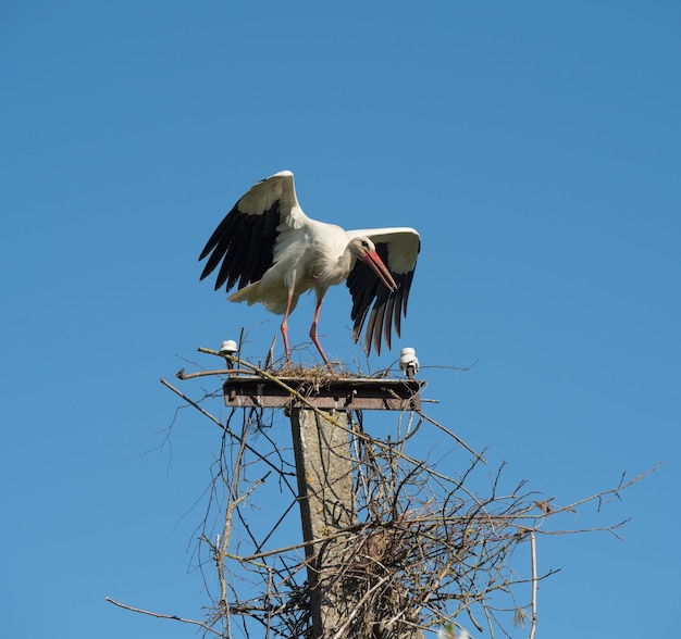 Mooie witte ooievaars ciconia ciconia op een achtergrond van blauwe lucht