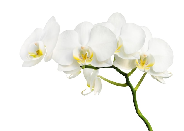 Mooie witte orchideebloem die op witte achtergrond wordt geïsoleerd