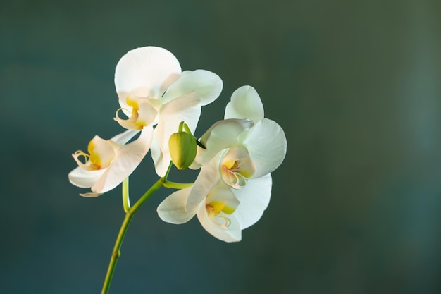 Mooie witte orchideebloemen op groene achtergrond