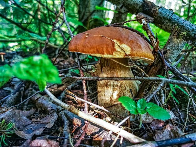 Mooie witte paddenstoel groeit in het bos in de zon