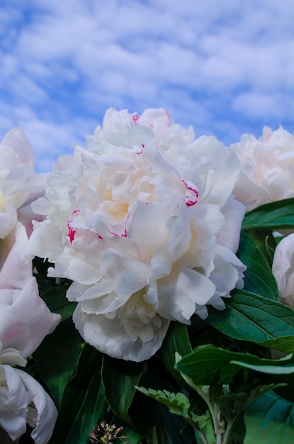 Mooie witte pioen close-up Bloeiende witte pioen bloem