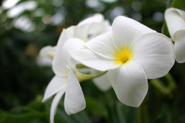 Mooie Witte Plumeria Bloemen, Close-up