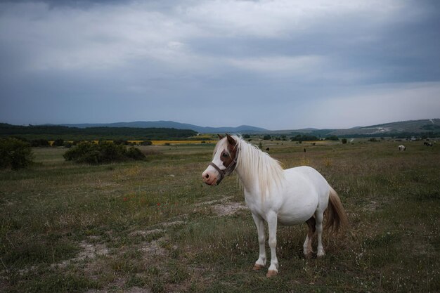 Mooie witte pony op het veld in het dorp Bewolkt weer