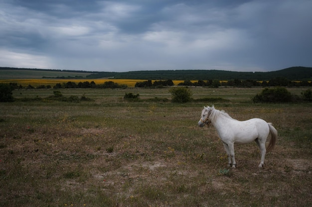 Mooie witte pony op het veld in het dorp Bewolkt weer