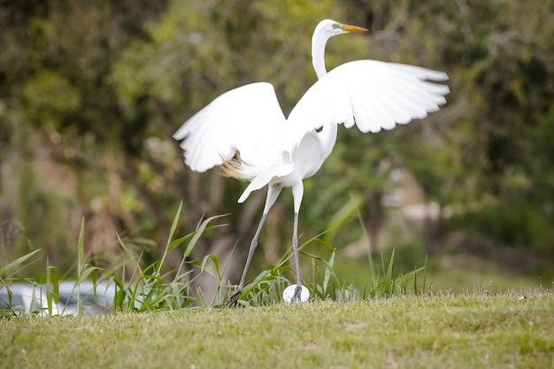 Mooie witte reiger aan de rand van het meer op jacht naar vis