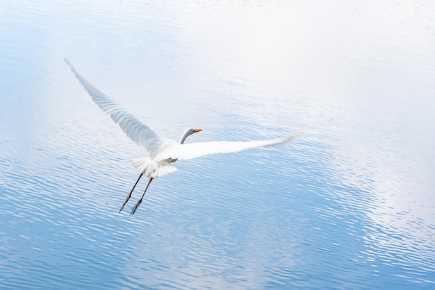 Mooie witte reiger die over een meer natuurlijke lichte selectieve nadruk vliegt