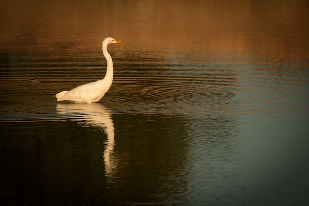 Mooie witte reiger in het midden van een vijver