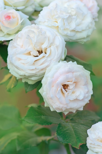 Mooie witte roos in een tuin Tuin met verse witte rozen Mooie witte bloemen