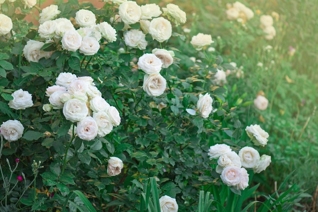 Mooie witte roos in een tuin Tuin met verse witte rozen Mooie witte bloemen
