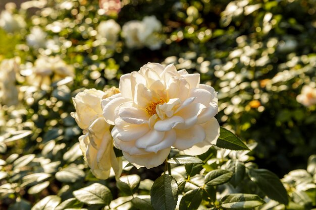 Mooie witte roos omringd door groen Bloeiende bloem op wazig groene bokeh achtergrond Zomertuin