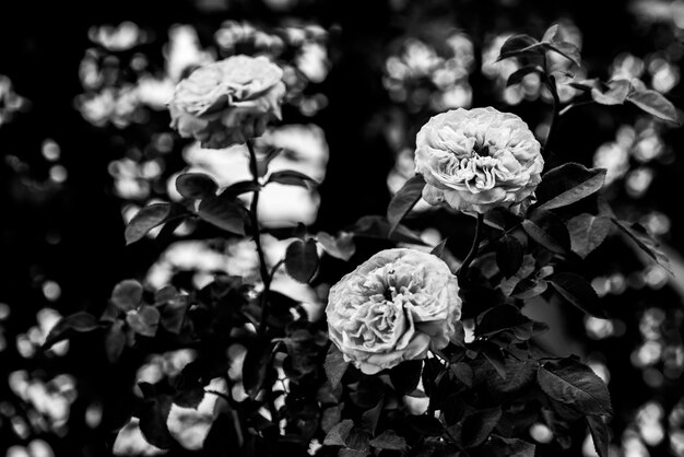 Mooie witte roze bloem in de tuin.