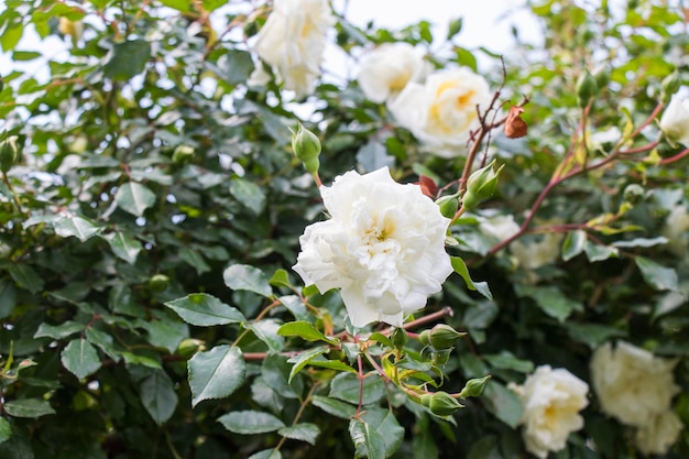 Mooie witte rozen boom van witte rozen