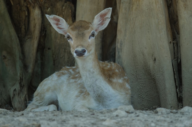 Mooie Witte Staart Fawn Deer in landbouwbedrijf, Thailand