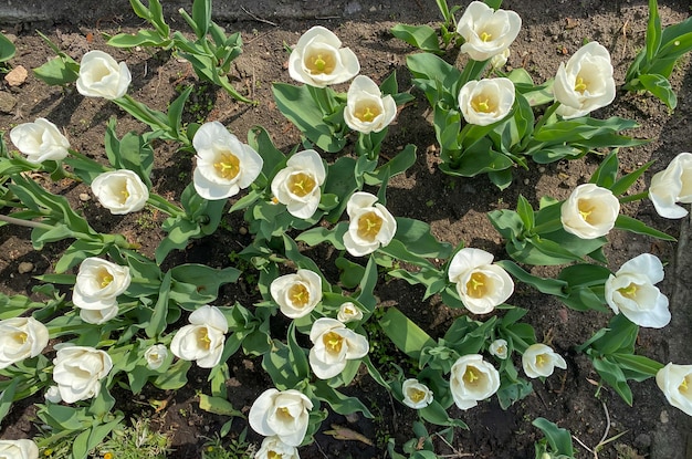 Mooie witte tulpen bloeiden in de tuin