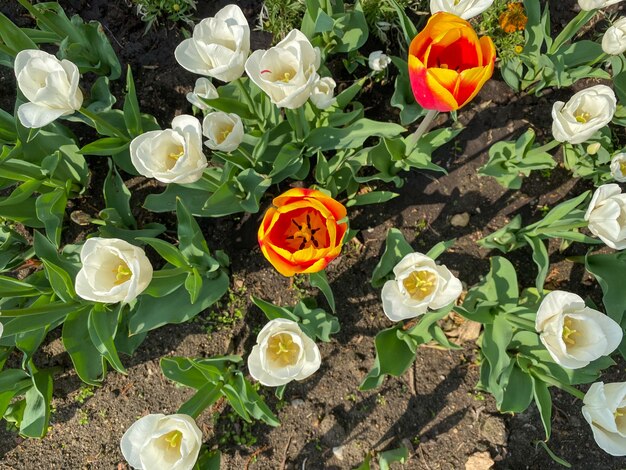 Mooie witte tulpen bloeiden in de tuin