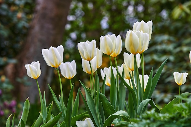 Mooie witte tulpen die in het vroege voorjaar in een tuin buiten groeien Bos van mooie en levendige bloemen die op een zomerdag in een park bloeien Planten die in de zomer buiten in een achtertuin bloeien