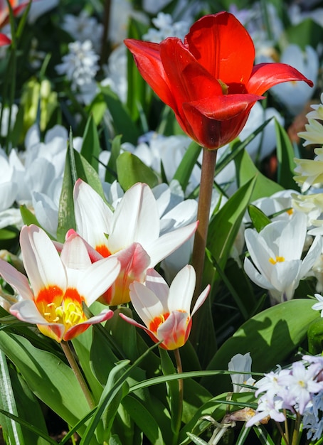 Mooie witte tulpen en een rode tulp