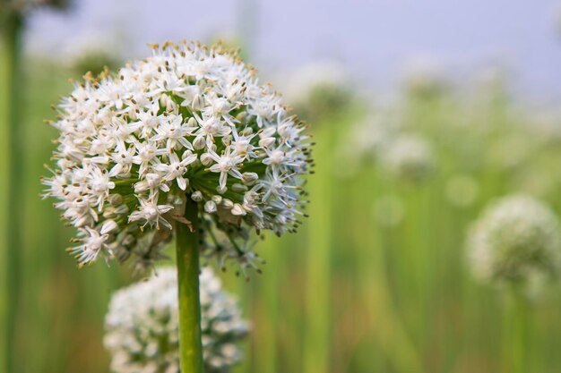 Foto mooie witte ui bloem met onscherpe achtergrond selectieve focus