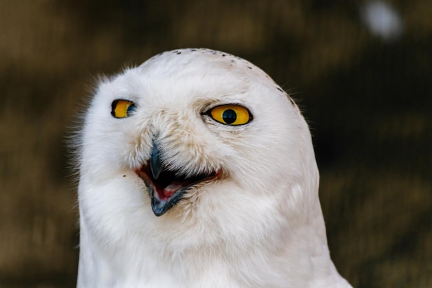 Mooie witte uil met gele ogen en snavel