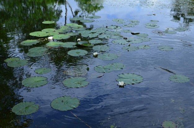 Mooie witte waterlelies en groene bladeren in de vijver